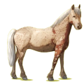 Pony Haflinger Fuchs mit heller Mähne