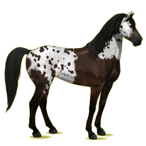 Reitpferd Mustang Rotbrauner