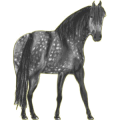 Reitpferd Trakehner Rotbrauner
