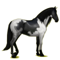 Reitpferd Lipizzaner Rappe