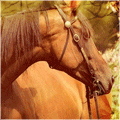 16913.gif?61651