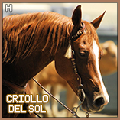 criollo del sol