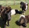 muckle minis