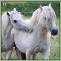 ღ knuffel ponys ღ