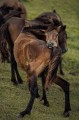切なげ御崎馬