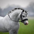 •welsh mountain pony’s•