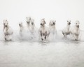 ~cheval de camargue~