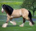 black pearl stable