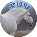 Ƨɪɠυε