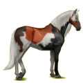 Cavallo da corsa Purosangue Spagnolo Grigio Pezzato