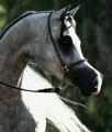 scottsdale arabian horse