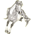 Ponny Shetlandsponny Svart