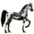 Ridpegasus Arabiskt fullblod Svart