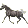 Ridhäst Lusitano Apelgrå