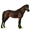 Ponny Welshponny Brun