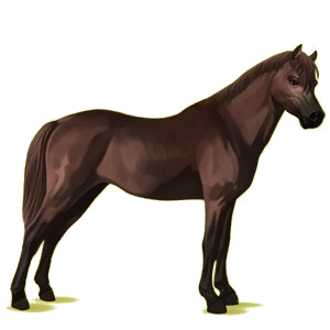 Ponny Welshponny Gulbrun