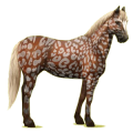 Ridhäst Paint Horse Svart overo
