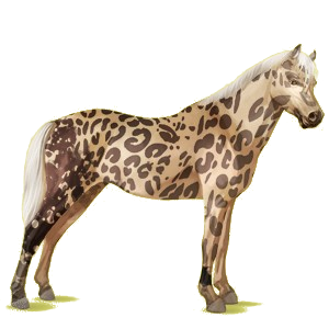 Ponny Welshponny Isabell