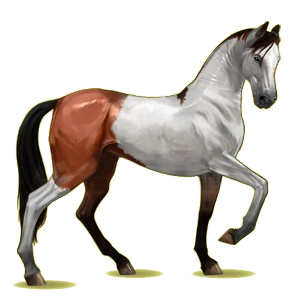 Ridhäst Akhal-Teke Körsbärsbrun