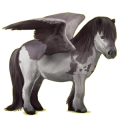 Pegasus-ponny Shetlandsponny Musblack