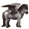 Pegasus-ponny Shetlandsponny Musblack