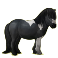 Ponny Shetlandsponny Svart