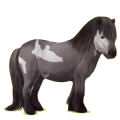 Ponny Shetlandsponny Mörkbrun