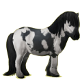 Pegasus-ponny Shetlandsponny Mörkfux