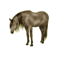 Ridhäst Paint Horse Fux tobiano