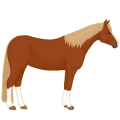 Ponny Welshponny Svart