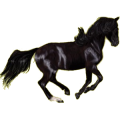 Ridpegasus Trakehner Svart