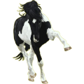 Ridhäst Paint Horse Svart overo