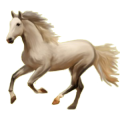 Ridhäst Lusitano Apelgrå