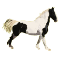 Ridhäst Paint Horse Svart overo
