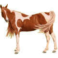 Ridhäst Paint Horse Brun tobiano
