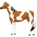 Ridhäst Paint Horse Fux tobiano