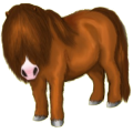 Ponny Highlandponny Apelgrå