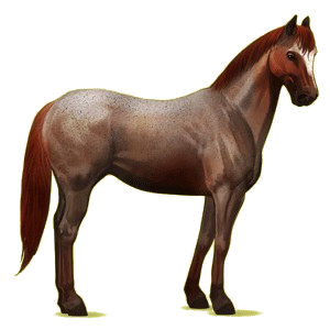 Ridhäst Paint Horse Isabell tobiano