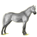 Ponny Welshponny Avblekbar skimmel