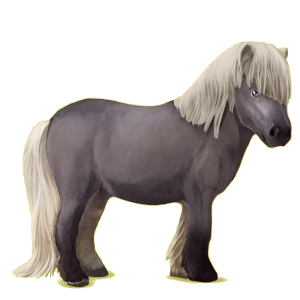 Ponny Shetlandsponny Mörkfux