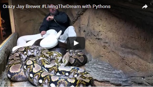 فيديو يحبس الأنفاس: اراد تحدي 3 ثعابين ضخمة داخل قفص مغلق فكانت المفاجاة!