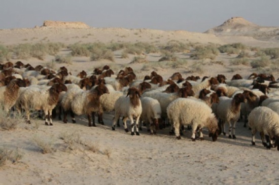 اربد : سرقة نحو 40 رأس غنم وقت الافطار