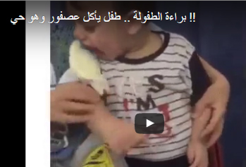 بالفيديو ـ براءة الطفولة .. طفل يأكل عصفور وهو حي !!