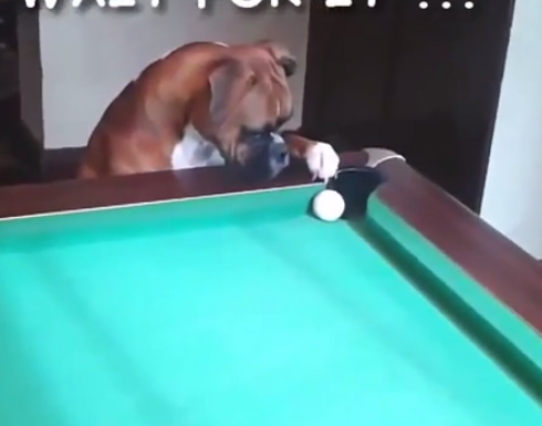 بالفيديو : اطرف لقطات الكلاب