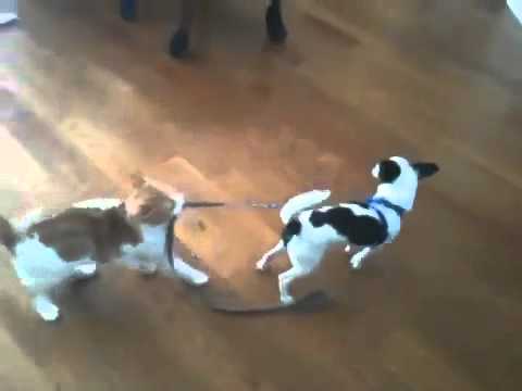 قطة تسحب كلب