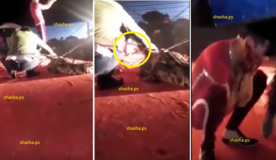 بالفيديو .. حاول المدرب ادخال رأسه في فك التمساح.. وما حدث بعدها مخيف! بالفيديو .. حاول المدرب ادخال رأسه في فك التمساح.. وما حدث بعدها مخيف!