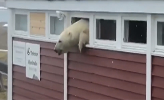 بالفيديو: دب يفشل بالخروج من شباك بسبب تناوله المفرط للشوكولاته