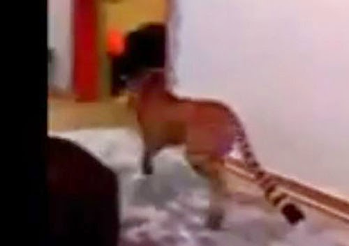 فهد يلعب مع طفل داخل منزل !