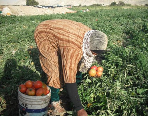 80 مليون دينار صادرات الخضار والفاكهة كانون الثاني وشباط 80 مليون دينار صادرات الخضار والفاكهة كانون الثاني وشباط
