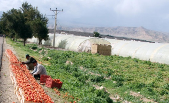 المنخفض الجوي ينقذ الموسم الزراعي في الأردن المنخفض الجوي ينقذ الموسم الزراعي في الأردن